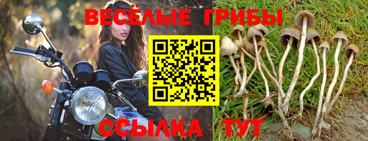 Галлюциногенные грибы Psilocybe  Тайшет  Галлюциногенные грибы мухоморы 